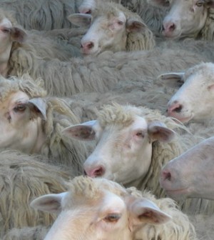 Lingua blu, meno vincoli per la movimentazione di pecore e bovini ...