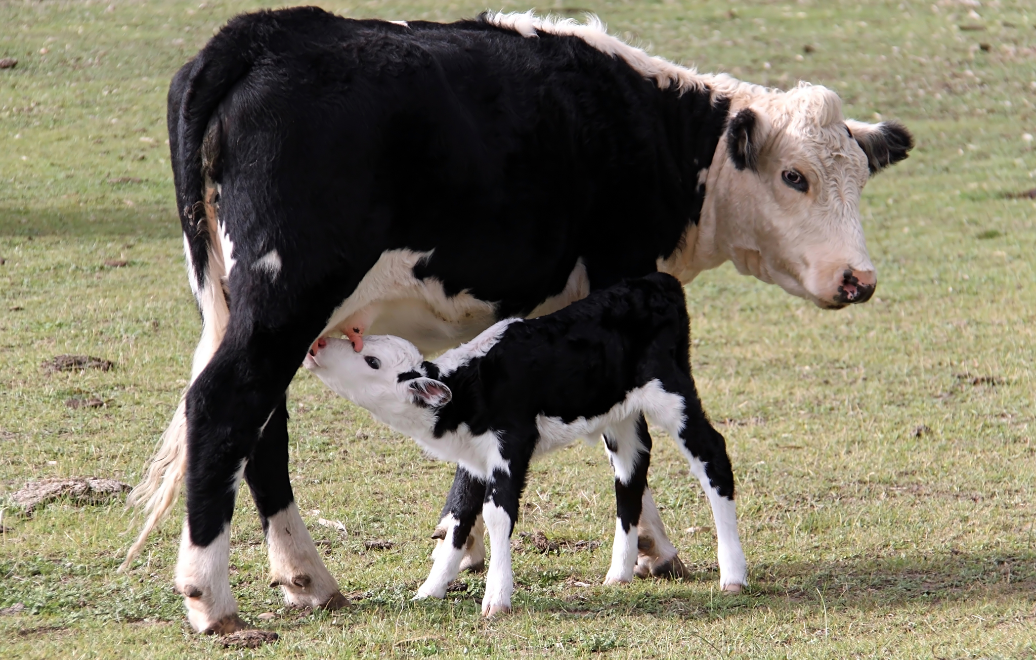 Рождает детенышей и выкармливает их молоком. Коровы и телята. Корова. Домашние животные теленок. Домашние животные корова.