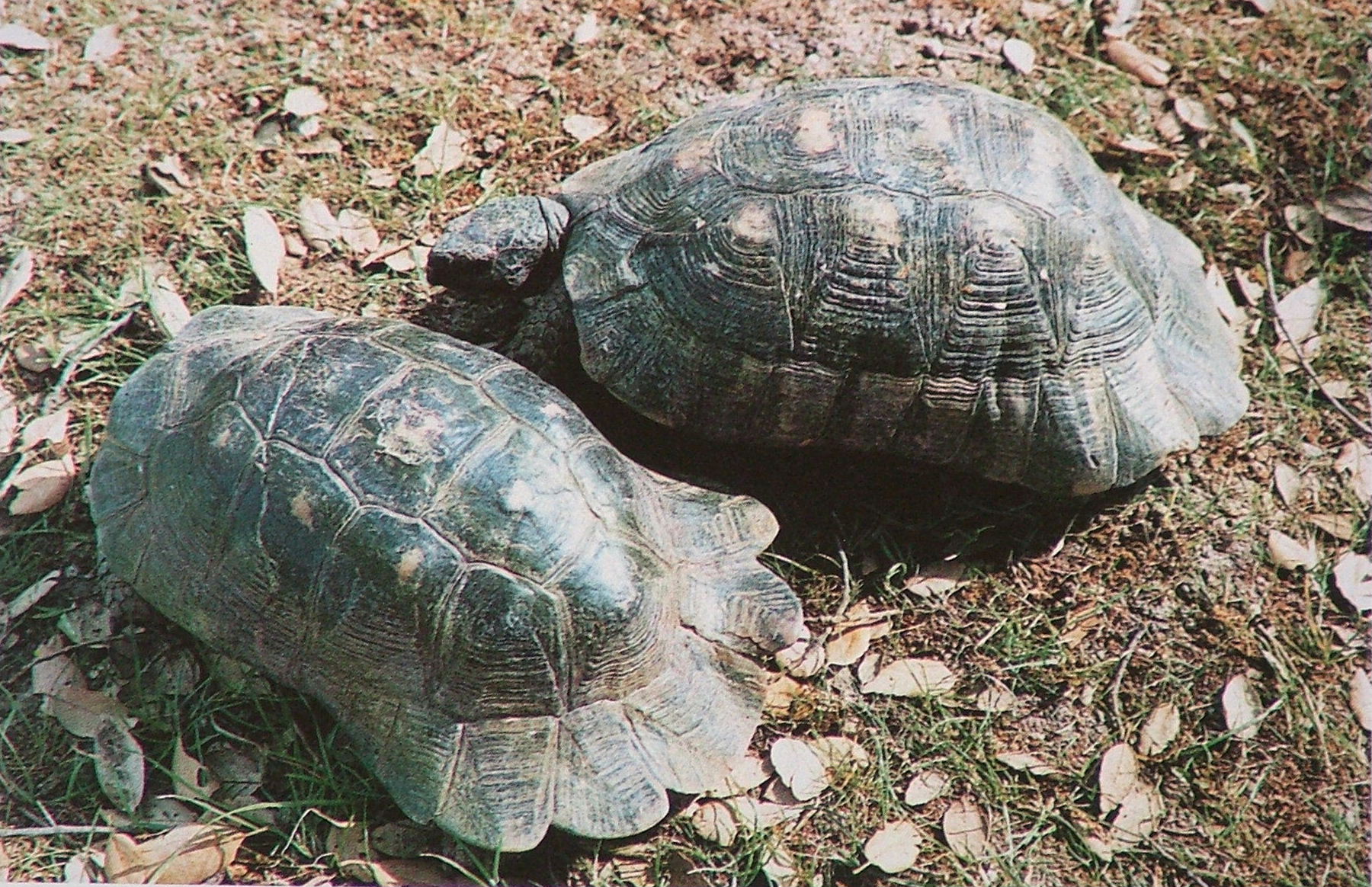 Черепахи минск. Testudo marginata. Окаймлённая сухопутная черепаха marginata. Testudo marginata окаймленная сухопутная черепашка. Земноморская черепаха.
