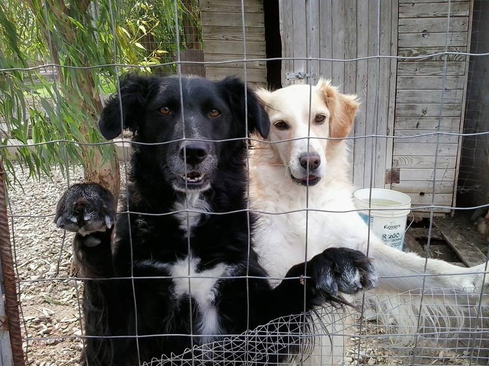 Cucciolo Di Cane Impiccato A Nuoro Raccolte 50mila Firme Per Avere