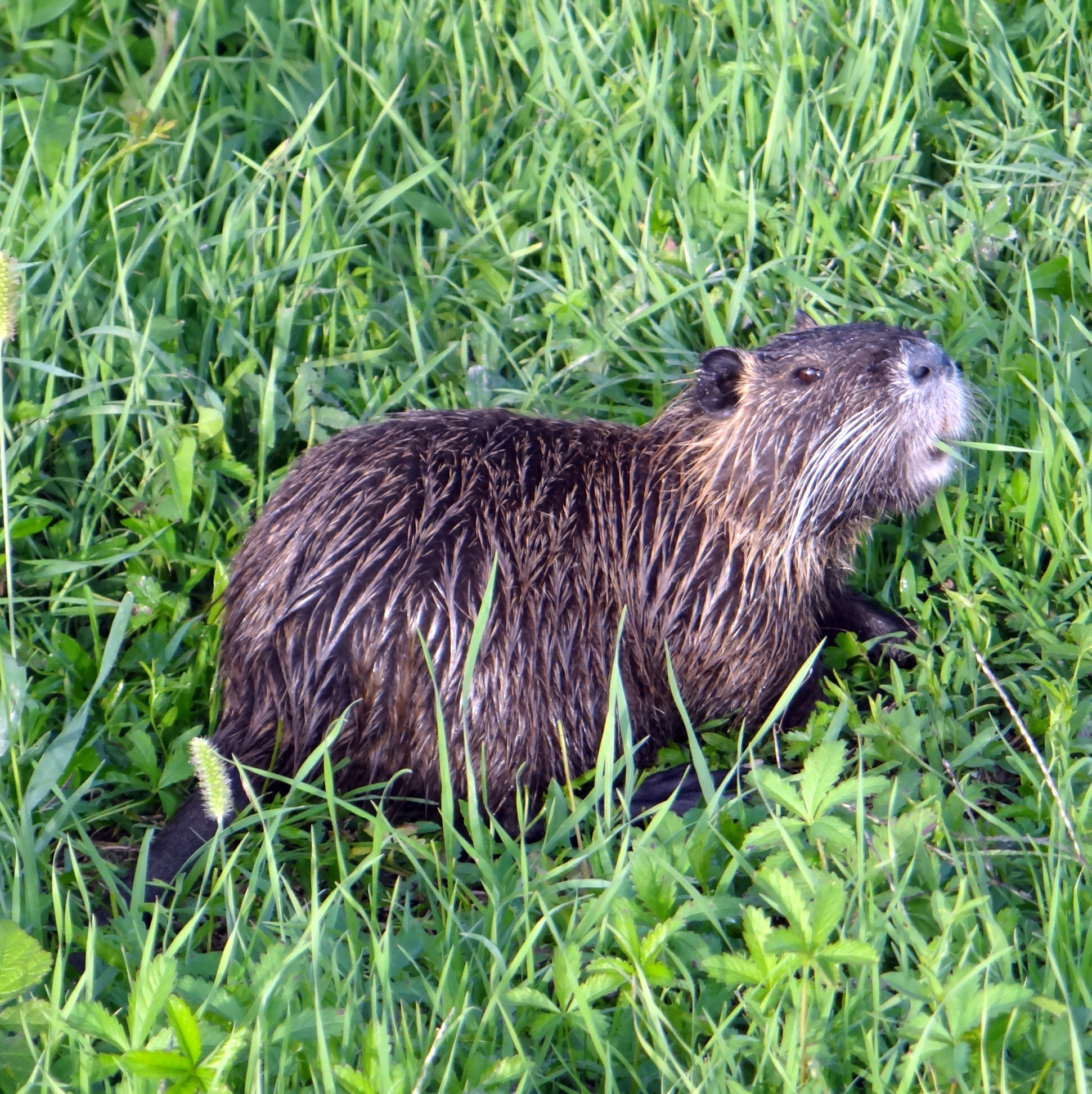 Нутрей. Myocastor coypus нутрия. Нутрия Озерная. Нутрия Южная Америка. Нутрия Дикая.