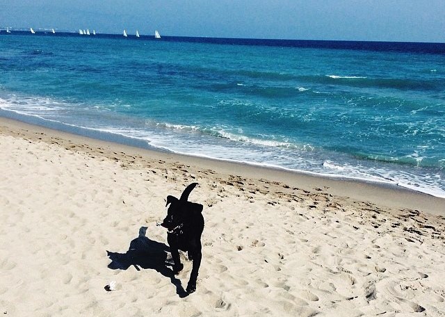 A Porto Pino Una Spiaggia A Misura Di Cane I Servizi